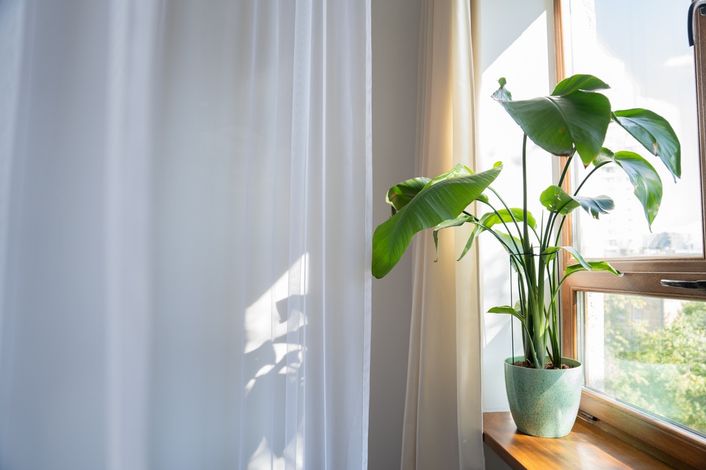 Фотостудія shobsho studio