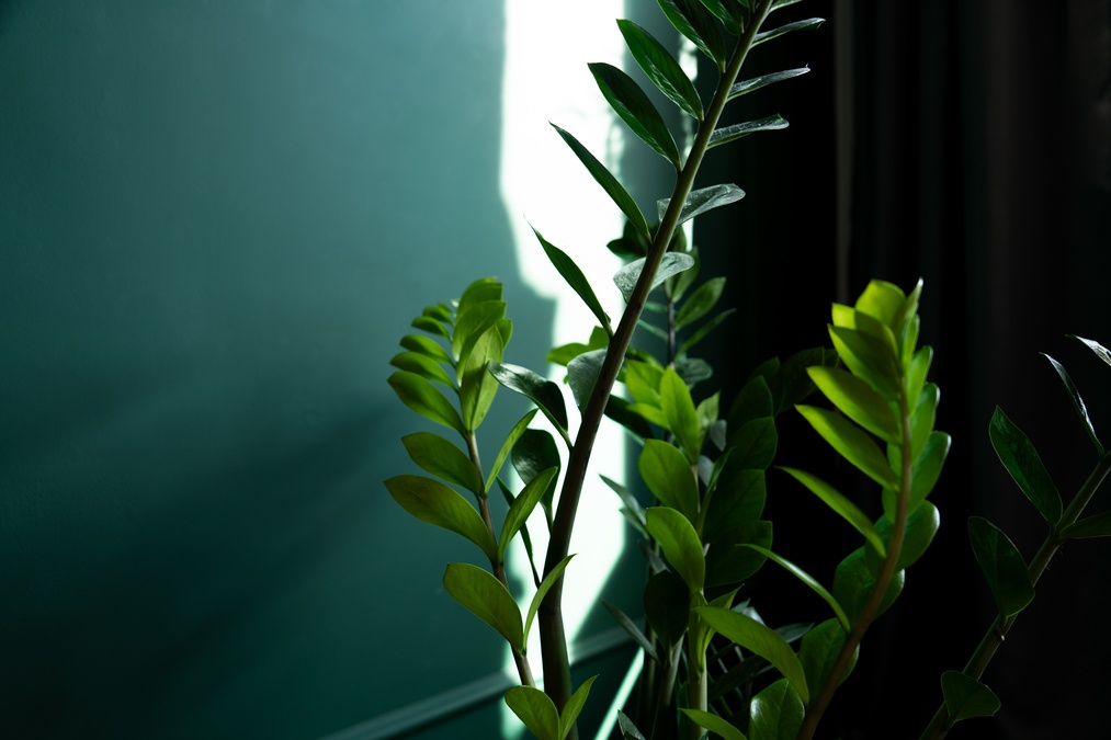 Фотостудія shobsho studio