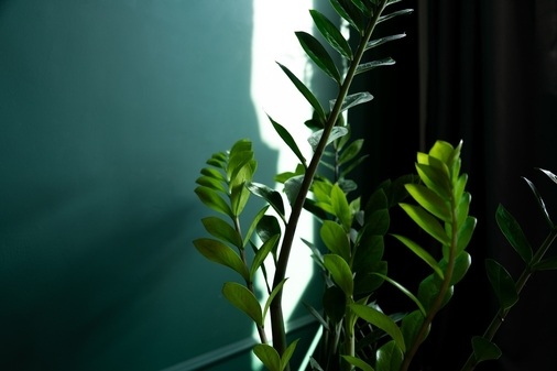 Фотостудия shobsho studio