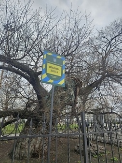 Видовая локация Linden