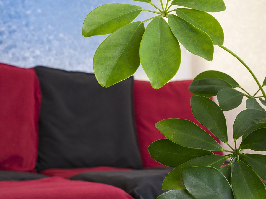 Уютная фотостудия Freewave