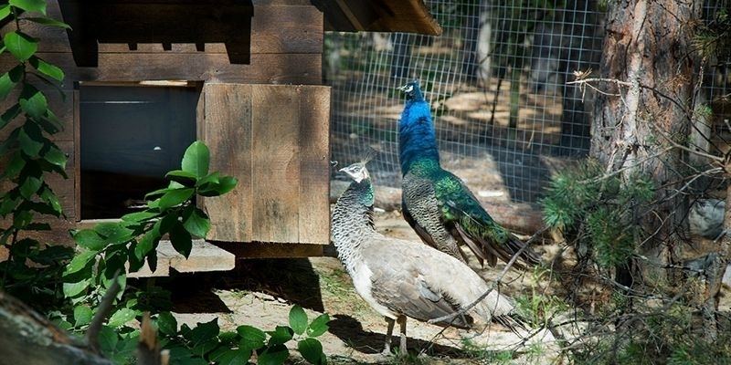 Sosnowell - загородная локация с доп. услугами 