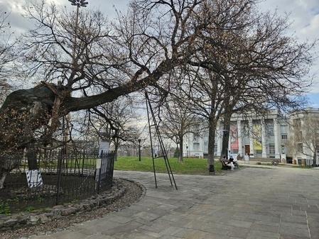 Видовая локация Linden