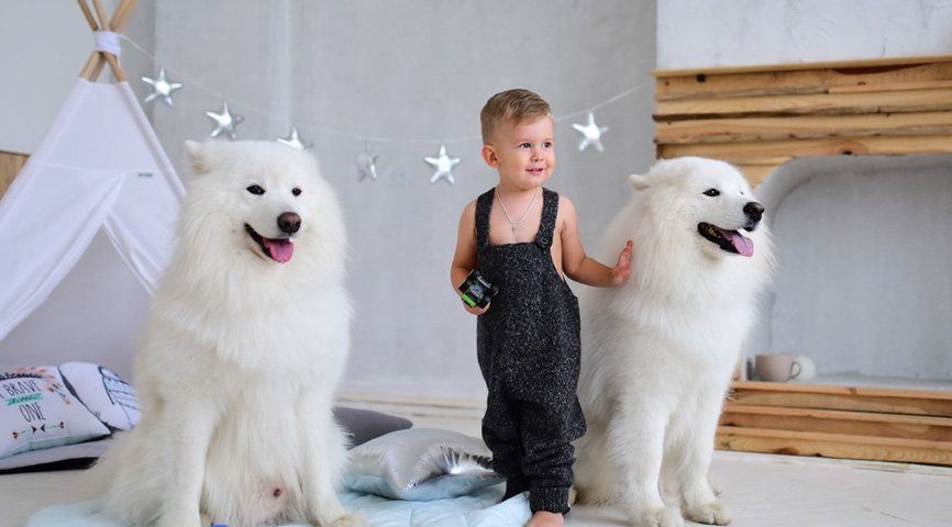 Фото с собаками