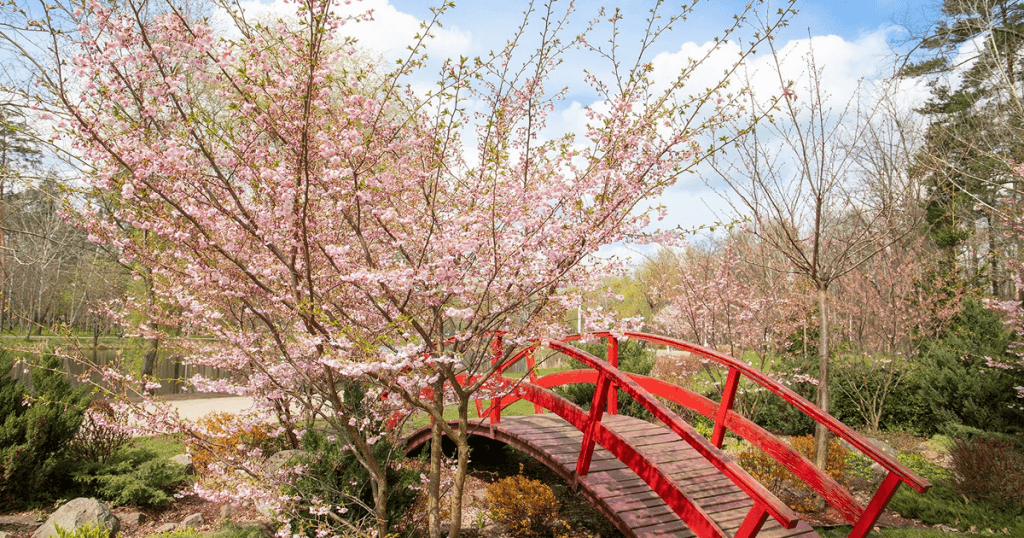 Ботанічний сад